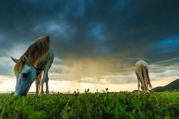 Paarden op de weide grazen — Stockfoto