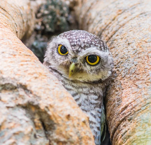 Wilde uilenvogel — Stockfoto