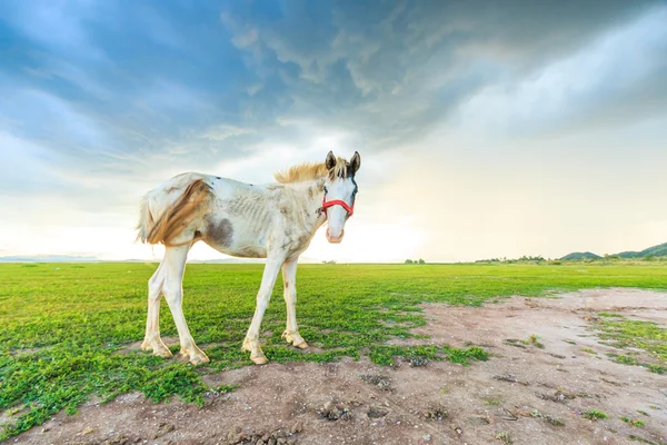Horse grazing on pasture — Stock Photo, Image