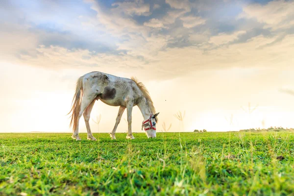 Pferd weidet auf Weide — Stockfoto