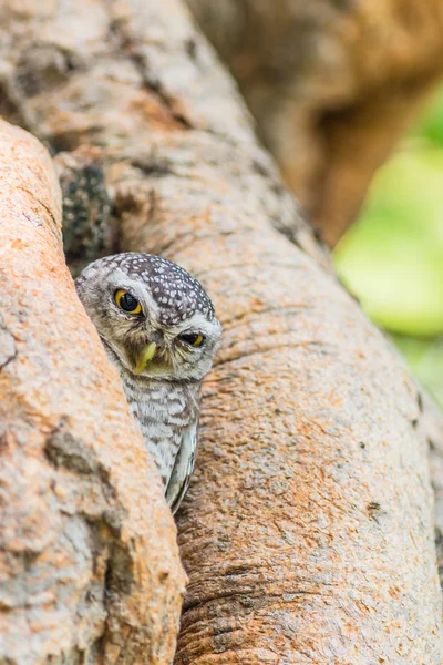 Wild Owl bird — Stock Photo, Image