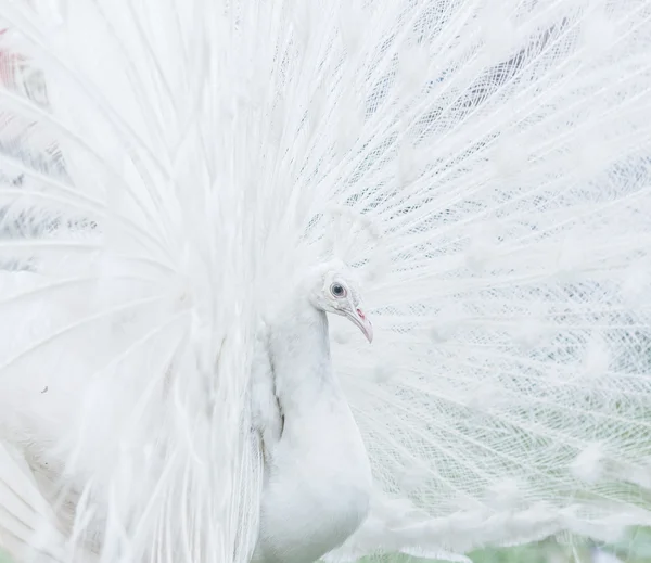 Pavone albino bianco — Foto Stock