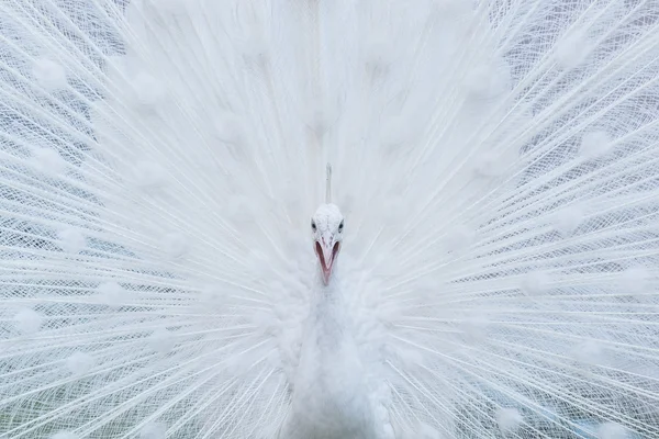 Weißer Albino-Pfau — Stockfoto