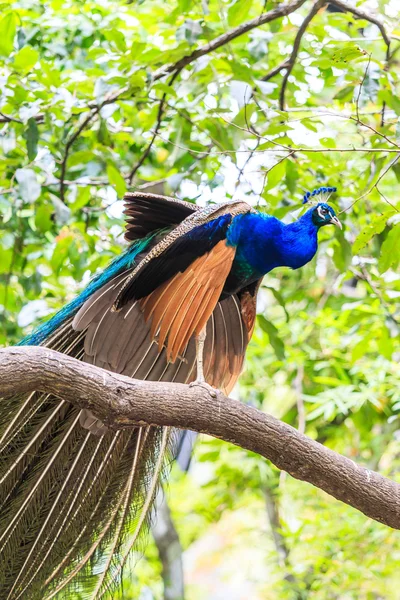 Pavão selvagem — Fotografia de Stock