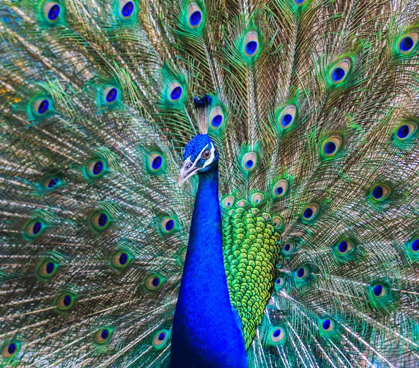 Wild peacock bird — Stock Photo, Image