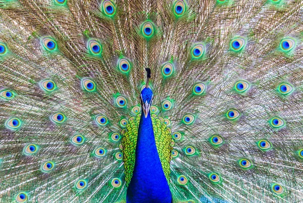 Wild peacock bird — Stock Photo, Image