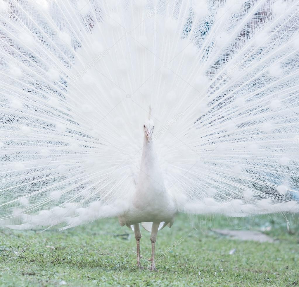 white albino Peacock
