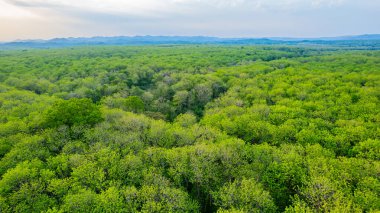 Tik ağacı ormanları, Tayland.