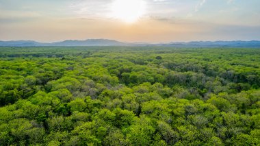 Tik ağacı ormanları, Tayland.