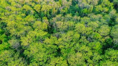 Tik ağacı ormanları, Tayland.