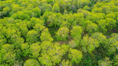 Tik ağacı ormanları, Tayland.