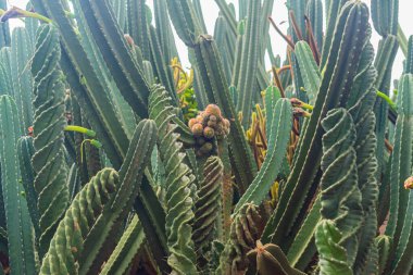 kaktüs bitkileri Bahçe.