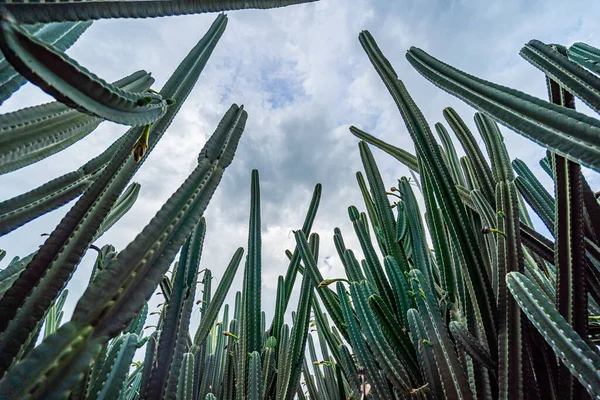 kaktüs bitkileri Bahçe.