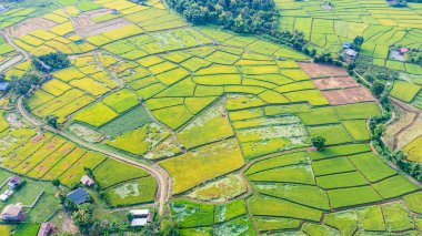 Tayland 'ın Nan Eyaleti, Pua Bölgesi' ndeki Tayland çiftçilerinin pirinç tarlaları.