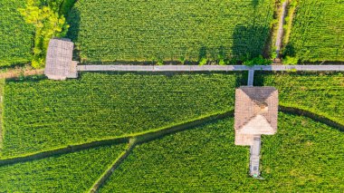 Tayland 'ın Nan Eyaleti, Pua Bölgesi' ndeki kırsal yaşamı tasvir eden pirinç tarlaları ve basit evler.