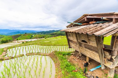 ahşap kulübe ve pirinç alan
