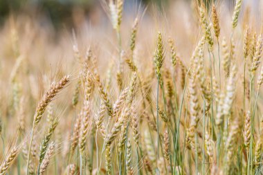 buğday alan olgunlaşma