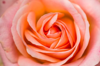 doğal pembe güller