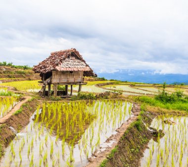 ahşap kulübe ve pirinç alan