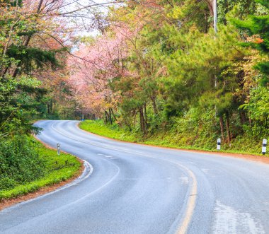 Çiçeği sakura ağaçlar