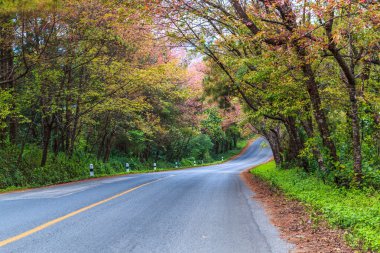 Çiçeği sakura ağaçlar