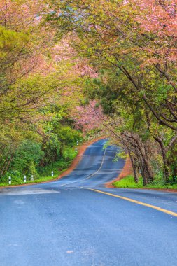 Çiçeği sakura ağaçlar