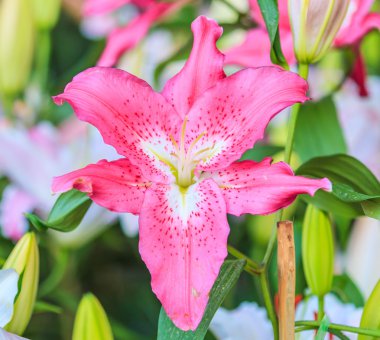 çiçek açan Lily çiçekler