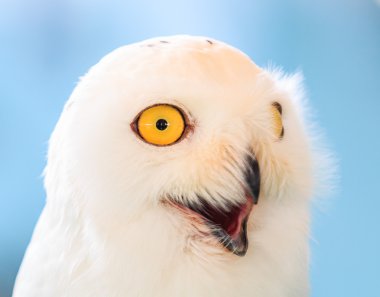 White Owl on background clipart
