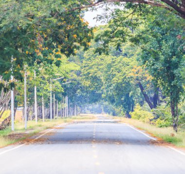 yeşil ağaçlar yol