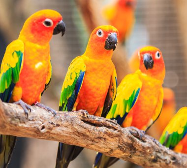 renkli Conure papağan