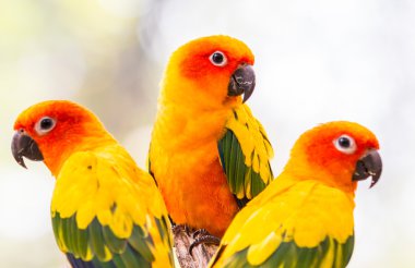 colorful Conure Parrots clipart