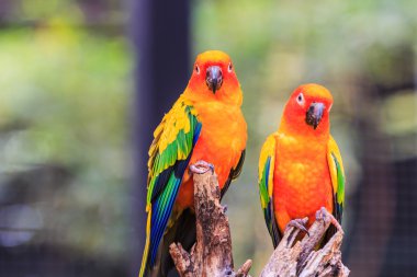 renkli Conure papağan