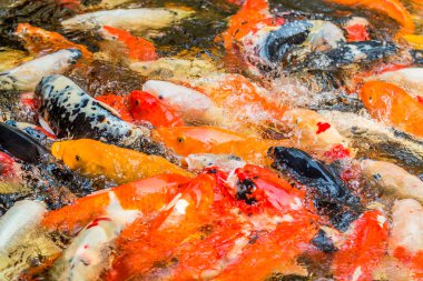 Koi balığı gölde