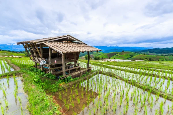 Cabana de madeira e campo de arroz — Fotografia de Stock