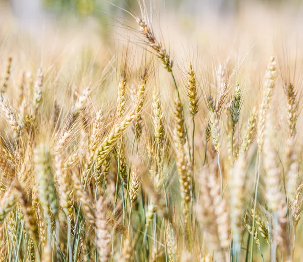 Zrání pšeničné pole — Stock fotografie