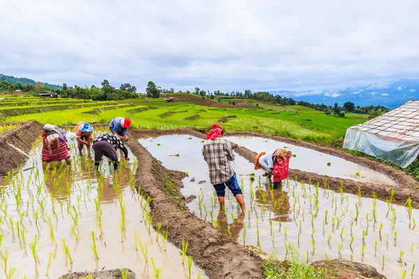 Jordbrukarna plantera ris plantor — Stockfoto