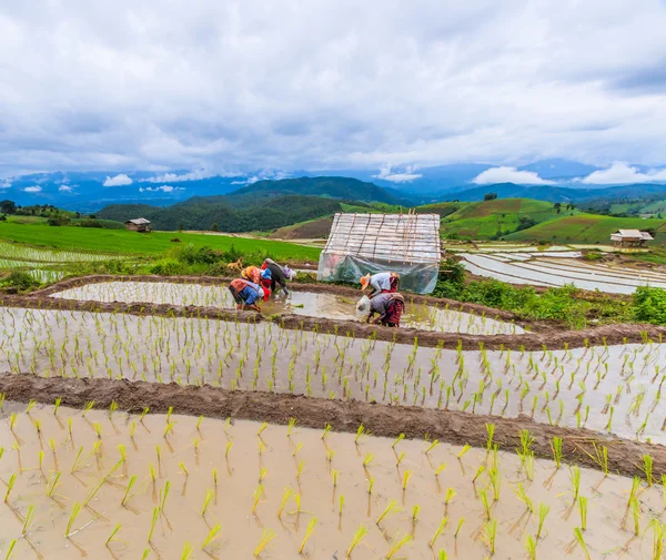 Farmers planting rice seedlings — Stock Photo, Image