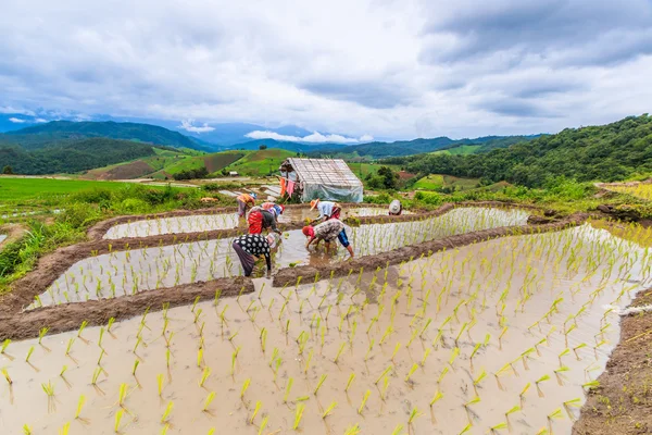 Zemědělci pěstování semenáčků rýže — Stock fotografie