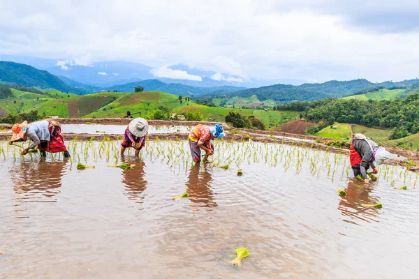 Boeren aanplant van rijst zaailingen — Stockfoto