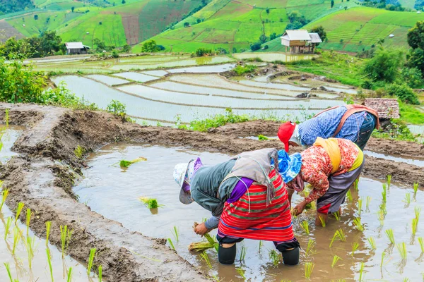 Farmers planting rice seedlings — Stock Photo, Image