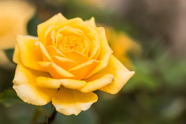 Natural yellow roses — Stock Photo, Image