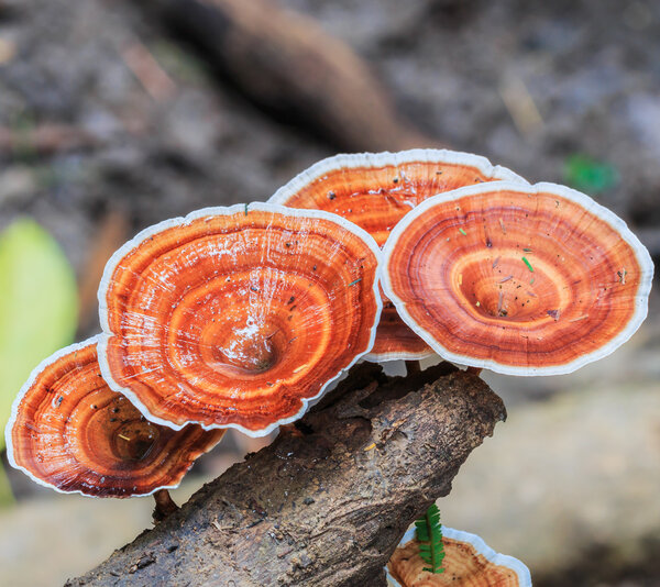 Brown mushrooms in forest
