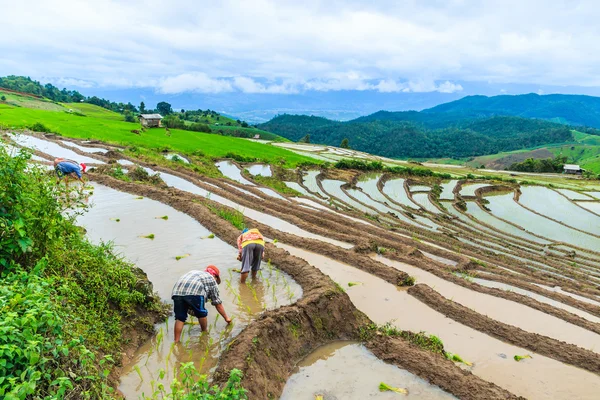 农民种植水稻幼苗 — 图库照片