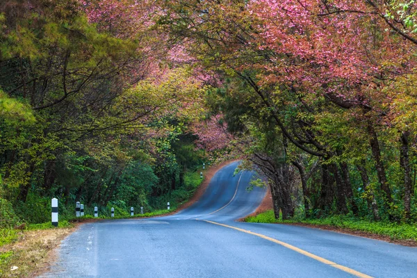 Blühen Sakura-Bäume — Stockfoto