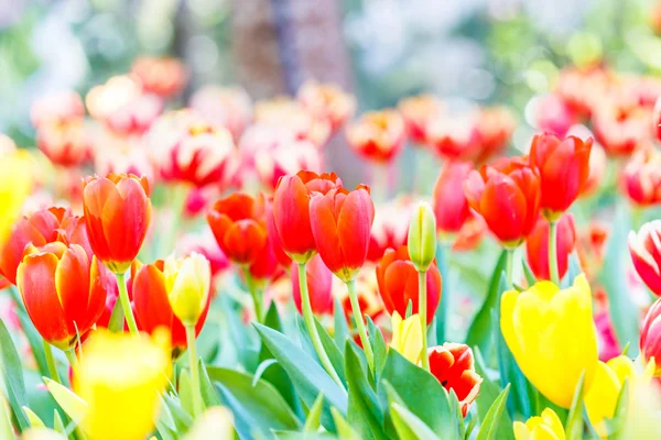 Våren blommande tulpaner — Stockfoto