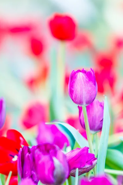 Tulipanes florecientes primavera — Foto de Stock