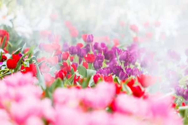 春咲きチューリップ — ストック写真