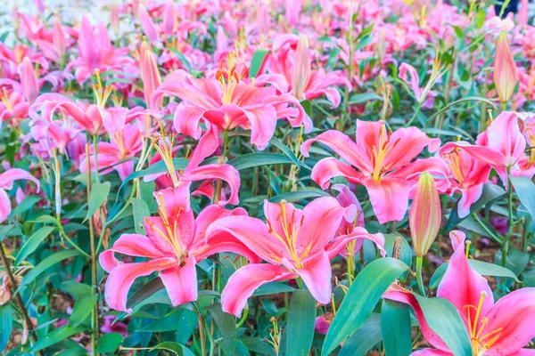 Liliom virág mező — Stock Fotó