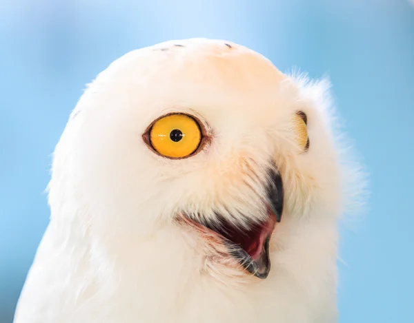 White Owl na tle — Zdjęcie stockowe