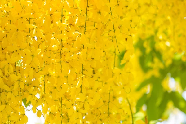 Cassia fistula bloemen — Stockfoto